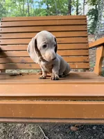 Bella, a female Miniature Dachshund for sale in Fredericksburg, VA – 5 of 7