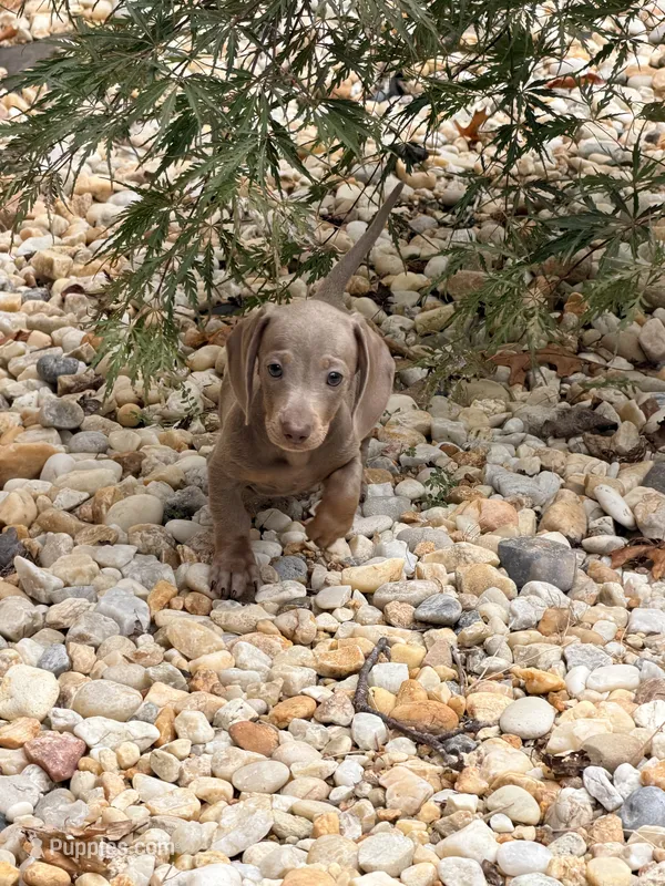 Bella – Miniature Dachshund puppy for sale in Fredericksburg, VA