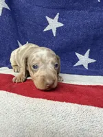Princess, a female Miniature Dachshund for sale in Fredericksburg, VA – 3 of 7