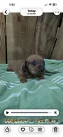 Dutch, a male Miniature Dachshund for sale in Fredericksburg, VA – 8 of 8