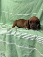Dutch , a male Miniature Dachshund for sale in Fredericksburg, VA – 6 of 7