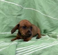Dutch , a male Miniature Dachshund for sale in Fredericksburg, VA – 7 of 7