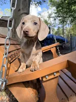 Bella, a female Miniature Dachshund for sale in Fredericksburg, VA – 7 of 7