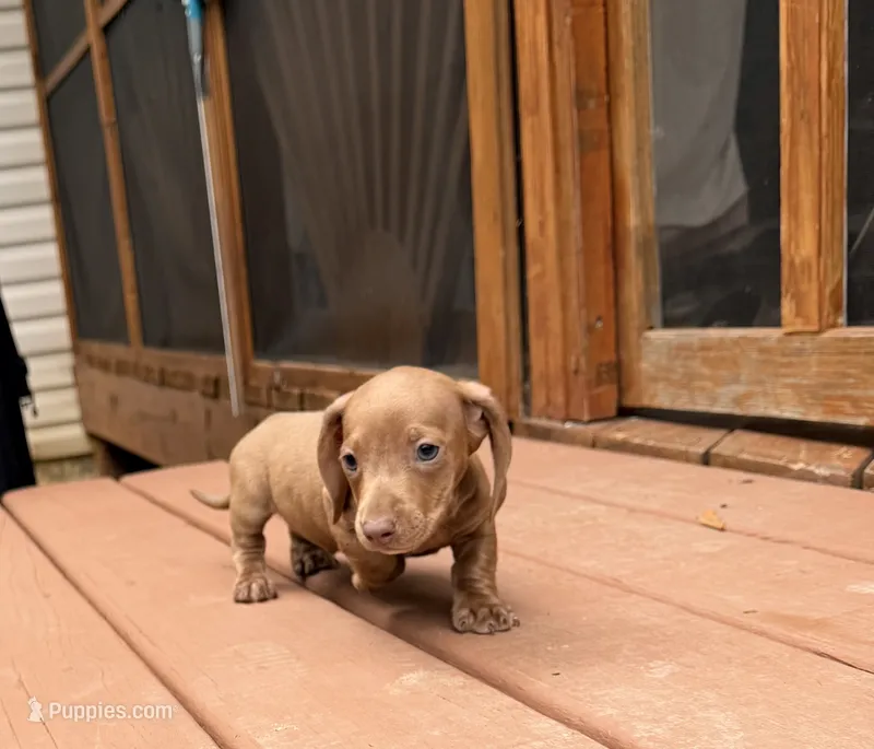 Ollie – Miniature Dachshund puppy for sale in Fredericksburg, VA