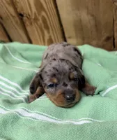 Sammy, a male Miniature Dachshund for sale in Fredericksburg, VA – 7 of 7