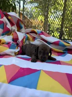 Tammy, a female Miniature Dachshund for sale in Fredericksburg, VA – 6 of 7