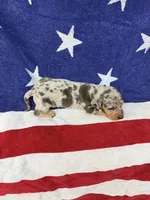 Oakley, a female Miniature Dachshund for sale in Fredericksburg, VA – 5 of 5