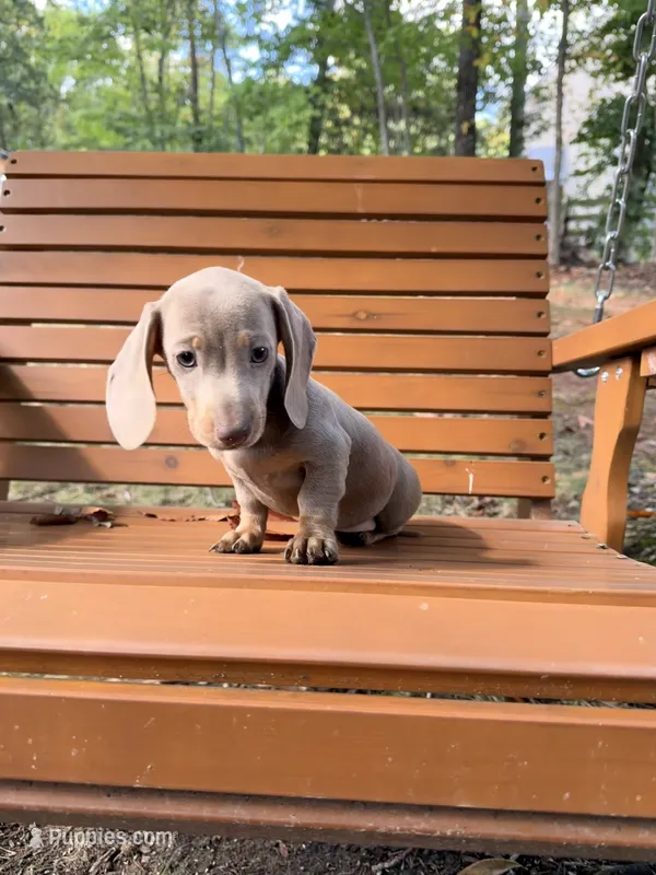 Bella – Miniature Dachshund puppy for sale in Fredericksburg, VA