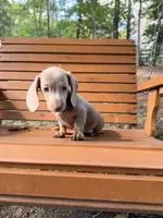 Bella, a female Miniature Dachshund for sale in Fredericksburg, VA – 1 of 7