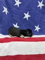 Anna, a female Miniature Dachshund for sale in Fredericksburg, VA – 3 of 4