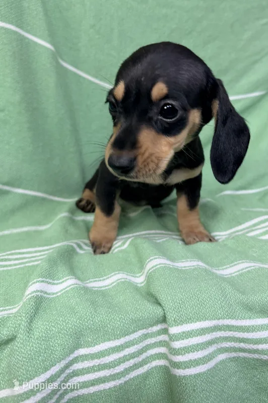 Ava – Miniature Dachshund puppy for sale in Fredericksburg, VA