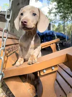 Bella, a female Miniature Dachshund for sale in Fredericksburg, VA – 2 of 7
