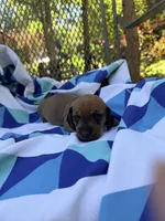 Dutch, a male Miniature Dachshund for sale in Fredericksburg, VA – 1 of 8