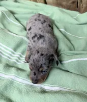 Sammy, a male Miniature Dachshund for sale in Fredericksburg, VA – 3 of 7