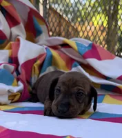 Tammy, a female Miniature Dachshund for sale in Fredericksburg, VA – 2 of 7