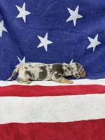 Oakley, a female Miniature Dachshund for sale in Fredericksburg, VA – 3 of 5