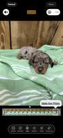 Sammy, a male Miniature Dachshund for sale in Fredericksburg, VA – 4 of 7