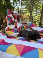 Tammy, a female Miniature Dachshund for sale in Fredericksburg, VA – 5 of 7