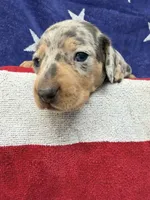 Oakley, a female Miniature Dachshund for sale in Fredericksburg, VA – 2 of 5