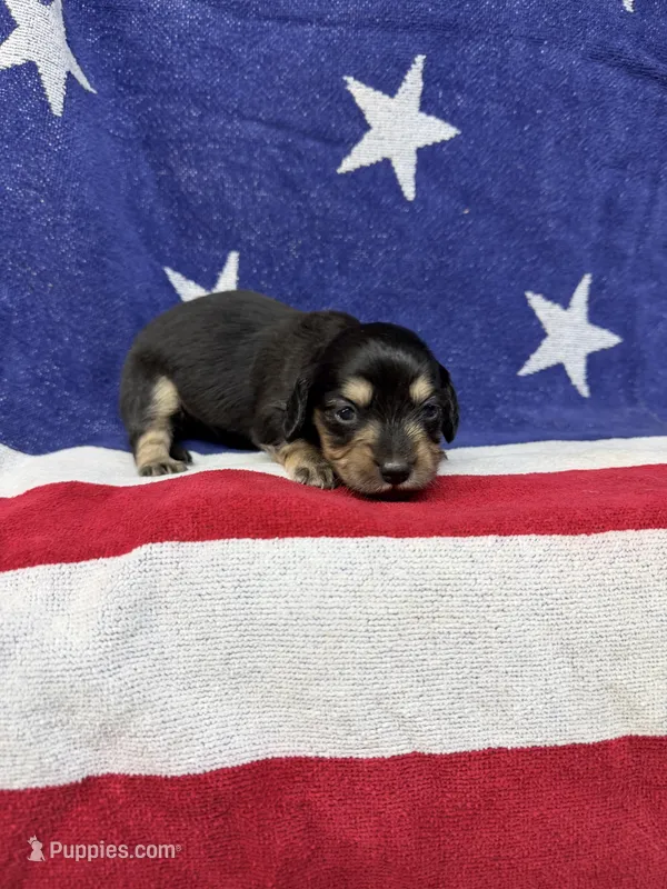 Anna – Miniature Dachshund puppy for sale in Fredericksburg, VA