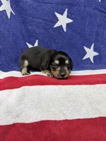 Anna, a female Miniature Dachshund for sale in Fredericksburg, VA – 1 of 4