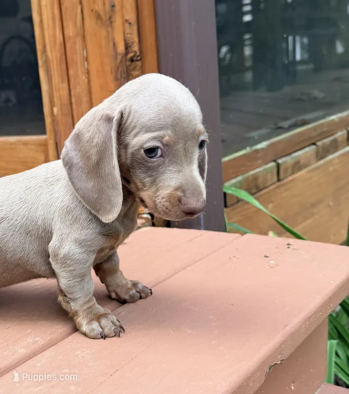 Bella – Miniature Dachshund puppy for sale in Fredericksburg, VA