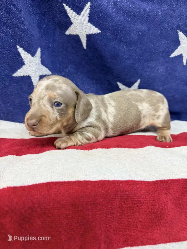 Princess – Miniature Dachshund puppy for sale in Fredericksburg, VA