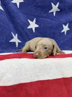 Bella, a female Miniature Dachshund for sale in Fredericksburg, VA – 4 of 5