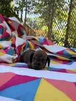 Tammy, a female Miniature Dachshund for sale in Fredericksburg, VA – 3 of 7