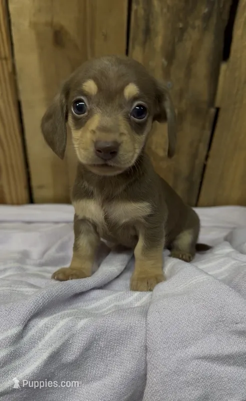 Tammy – Miniature Dachshund puppy on hold in Fredericksburg, VA