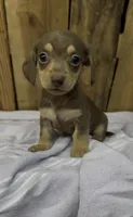 Tammy, a female Miniature Dachshund for sale in Fredericksburg, VA – 1 of 10