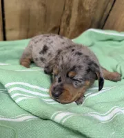 Sammy, a male Miniature Dachshund for sale in Fredericksburg, VA – 6 of 7