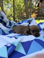 Dutch, a male Miniature Dachshund for sale in Fredericksburg, VA – 6 of 8