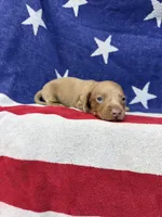 Ollie, a male Miniature Dachshund for sale in Fredericksburg, VA – 5 of 5