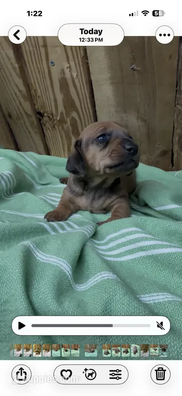 Dutch – Miniature Dachshund puppy for sale in Fredericksburg, VA