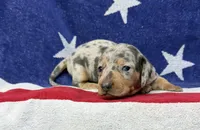 Oakley, a female Miniature Dachshund for sale in Fredericksburg, VA – 1 of 5