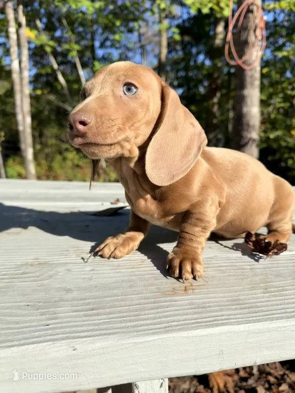 Ollie – Miniature Dachshund puppy for sale in Fredericksburg, VA