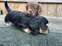 Tex, a male Miniature Dachshund for sale in Fredericksburg, VA – 2 of 2