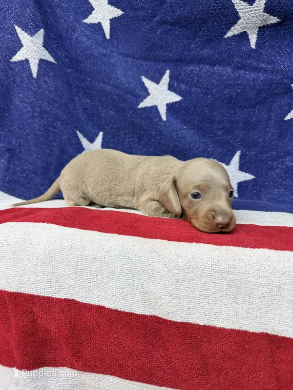 Bella – Miniature Dachshund puppy for sale in Fredericksburg, VA