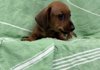 Dutch , a male Miniature Dachshund for sale in Fredericksburg, VA – 1 of 7