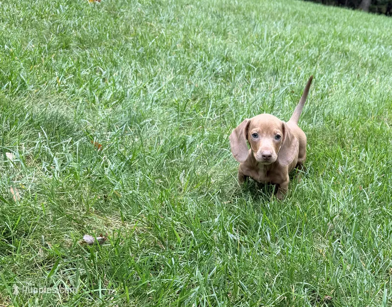 Ollie – Miniature Dachshund puppy for sale in Fredericksburg, VA