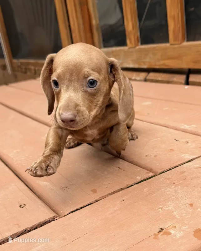 Ollie – Miniature Dachshund puppy for sale in Fredericksburg, VA