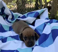 Dutch, a male Miniature Dachshund for sale in Fredericksburg, VA – 3 of 8