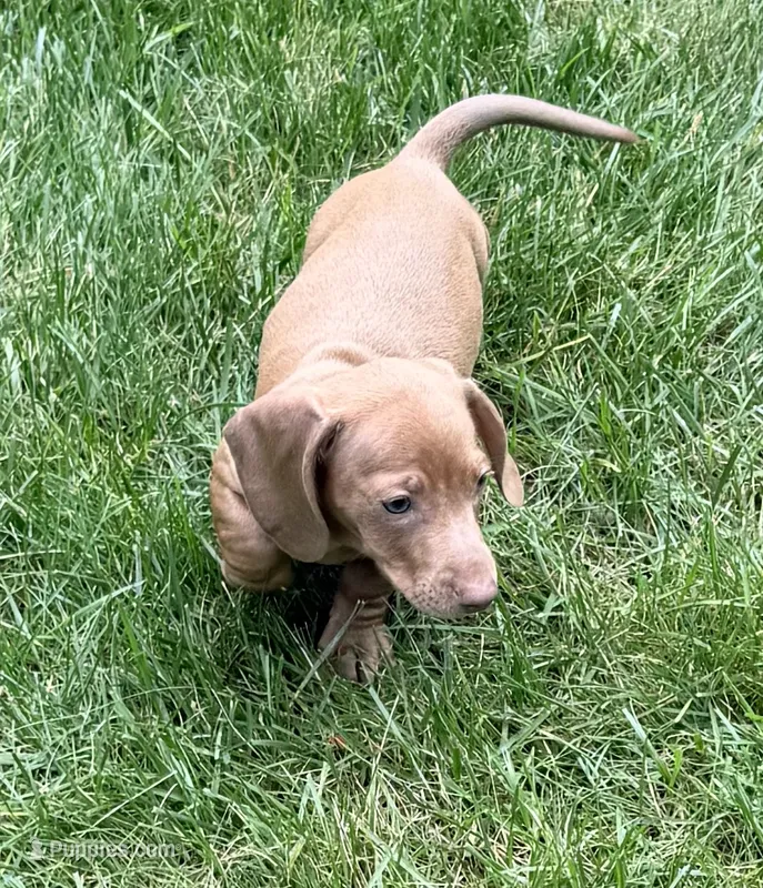 Ollie – Miniature Dachshund puppy for sale in Fredericksburg, VA