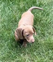 Ollie, a male Miniature Dachshund for sale in Fredericksburg, VA – 1 of 7