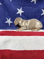 Princess, a female Miniature Dachshund for sale in Fredericksburg, VA – 5 of 7
