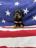 Edwin, a male Miniature Dachshund for sale in Fredericksburg, VA – 7 of 7