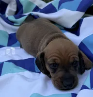 Dutch, a male Miniature Dachshund for sale in Fredericksburg, VA – 2 of 8