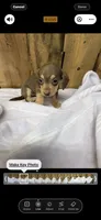 Tammy, a female Miniature Dachshund for sale in Fredericksburg, VA – 10 of 10