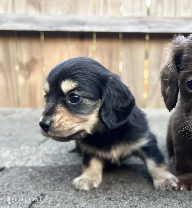 Anna – Miniature Dachshund puppy for sale in Fredericksburg, VA